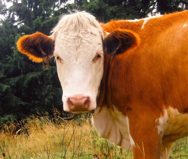 Plan Sanitario Productivo en bovinos